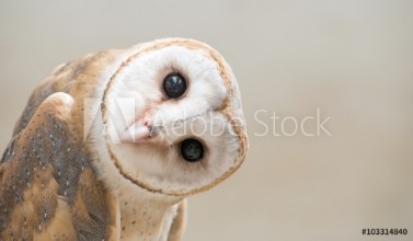 Bild vun Common barn owl  Tyto albahead  close up